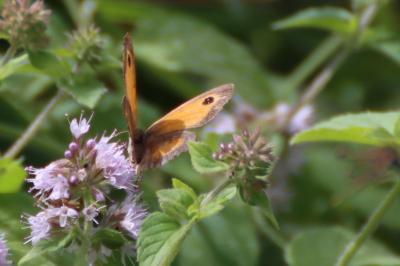 <i>Pyronia tithonus</i>