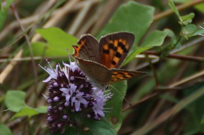 <i>Lycaena phlaeas</i>
