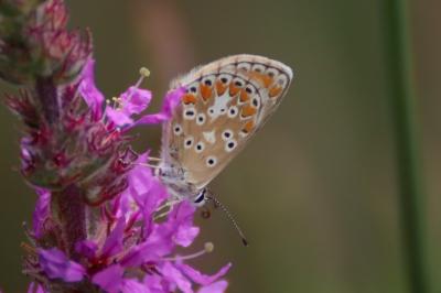 <i>Aricia agestis</i>