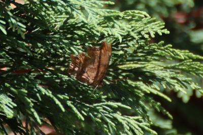 <i>Polygonia c-album</i>
