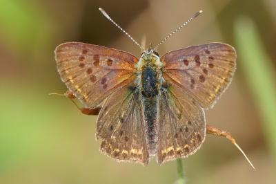 <i>Lycaena tityrus</i>