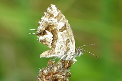 <i>Cacyreus marshalli</i>