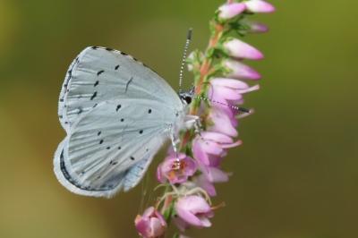 <i>Celastrina argiolus</i>
