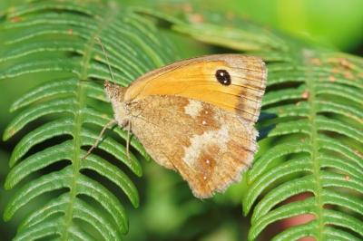 <i>Pyronia tithonus</i>