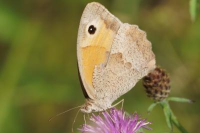 <i>Maniola jurtina</i>