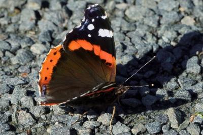 <i>Vanessa atalanta</i>