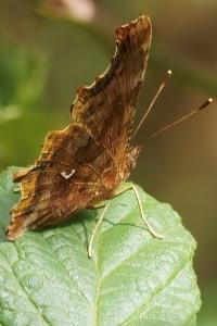 <i>Polygonia c-album</i>
