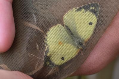 Colias alfacariensis