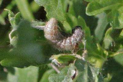 Carcharodus alceae