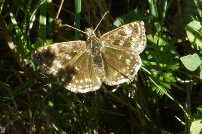 Erynnis tages