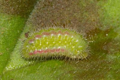 Cacyreus marshalli