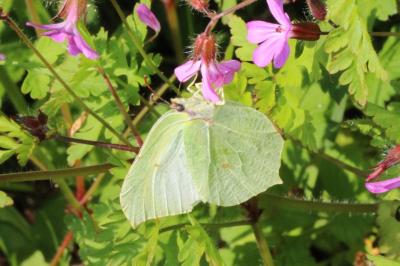 Gonepteryx rhamni