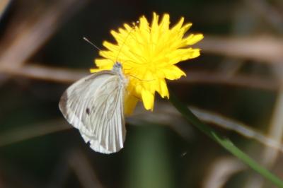 Pieris rapae