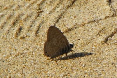 Leptotes pirithous