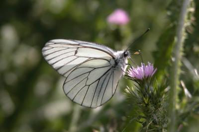 Aporia crataegi