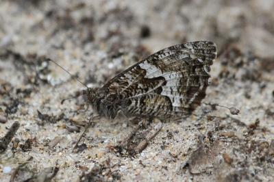 Hipparchia semele
