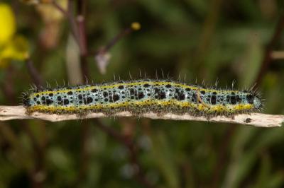 Pieris brassicae