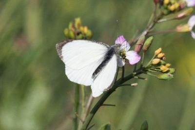 Pieris brassicae