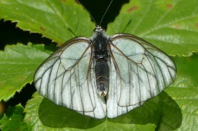 Aporia crataegi