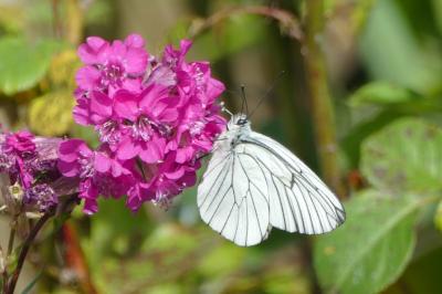 Aporia crataegi