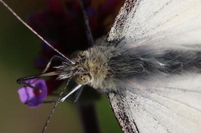 Pieris brassicae