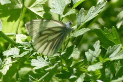 Pieris napi