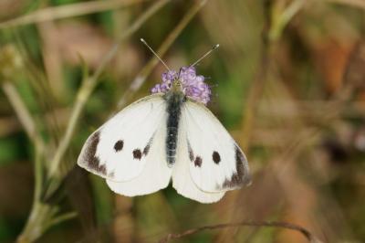 Pieris brassicae