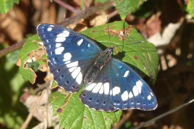Limenitis reducta
