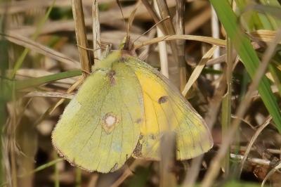 Colias crocea