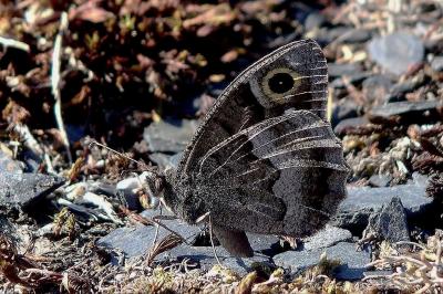 Hipparchia statilinus