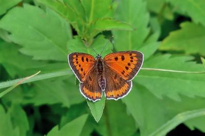 Lycaena dispar