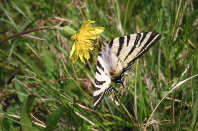 Iphiclides podalirius