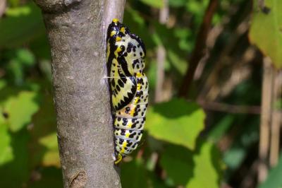 Aporia crataegi