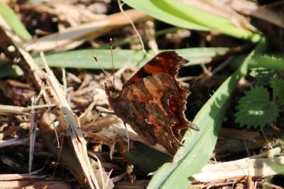 Polygonia c-album