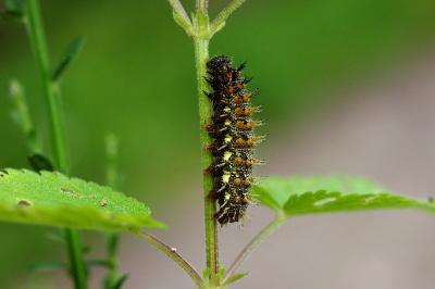 Vanessa atalanta