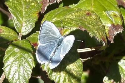 Celastrina argiolus