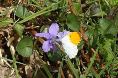 Anthocharis cardamines