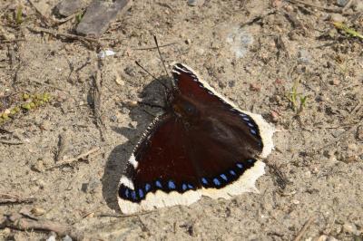 Nymphalis antiopa