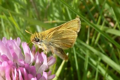 Thymelicus acteon
