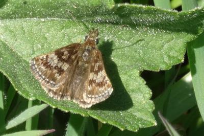 Erynnis tages