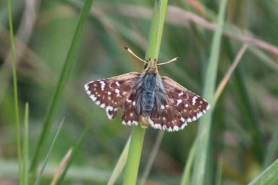 Spialia sertorius
