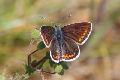 Aricia agestis