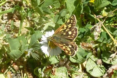 Carterocephalus palaemon