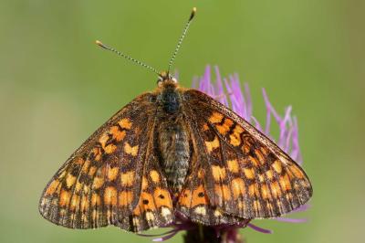 Euphydryas aurinia