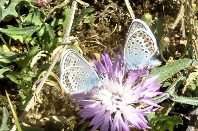 Plebejus argus