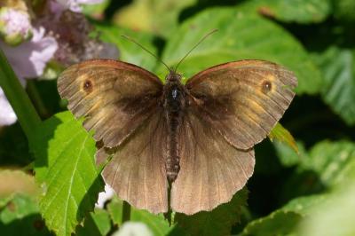 Maniola jurtina