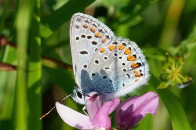 Polyommatus icarus