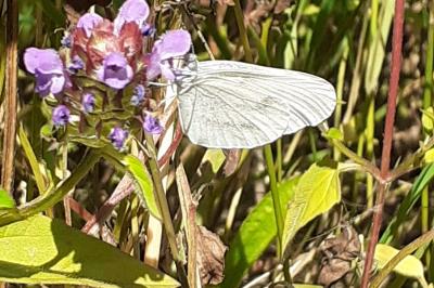 Leptidea sinapis