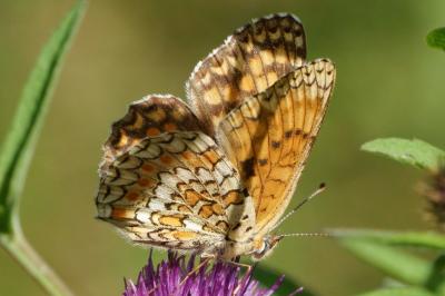 Melitaea phoebe