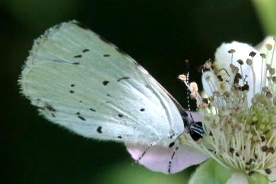 Celastrina argiolus